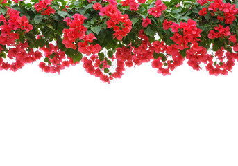Fototapeta premium Red bougainvillea flowers border isolated on transparent background