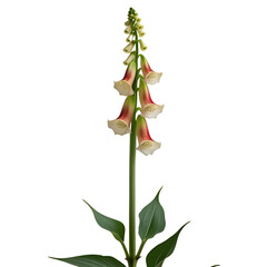 Elegant Foxglove, Delicate Blooms on a isolated on transparent background Generative AI.