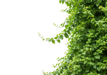 Lush green vine leaves isolated on transparent background