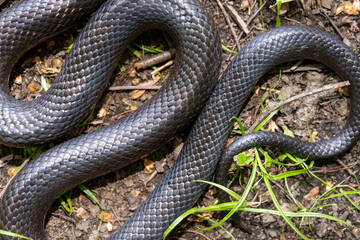 Black snake. Big black surface features scales, creating an exotic and dangerous aesthetic. Perfect for nature, wildlife, or design backgrounds. Forest Cobra. Black Cobra.