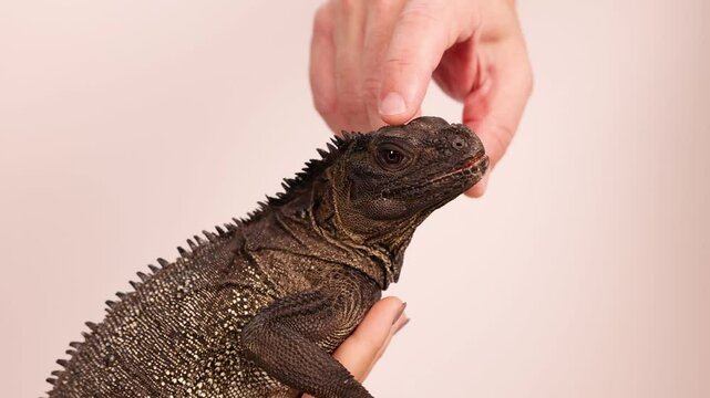 Gentle Interaction with a Hydrosaurus Lizard