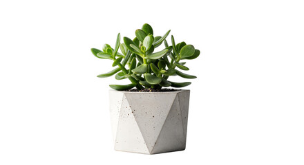 Jade Plant (Crassula Ovata) in Geometric Faceted Concrete Pot Isolated on White Background