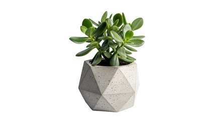 Jade Plant (Crassula Ovata) in Geometric Faceted Concrete Pot Isolated on White Background