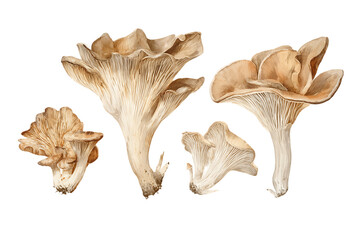 Light Brown Mushrooms on Transparent Background, PNG