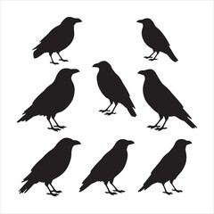 Crow isolated black silhouette set. Crows, raven, Halloween Dark birds icon clipart. A vector set of silhouettes of birds illustration.