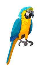 vector cartoon bird isolated on transparent background. 