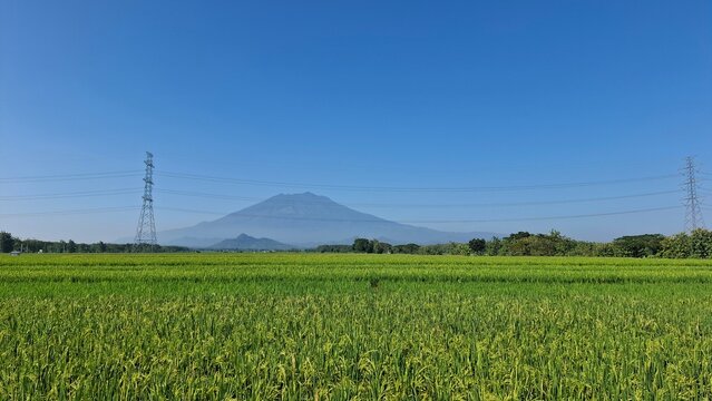 Scenic view of a lush green rice field with Mount lawu in the background under a clear blue sky, taken in the morning light