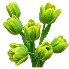 Tulip Bouquet, Spring Flowers on Transparent background. Tulips with lush green leaves arranged in a vibrant display for decoration. Greeting and good wishes on social media.
