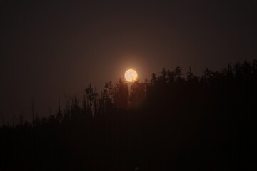 Strawberry moon over the forest