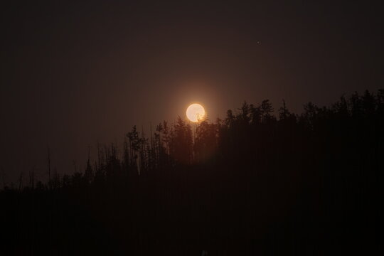 Strawberry moon over the forest