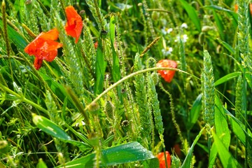 Grünes nasses Weizenfeld mit gelben Mohnblumen bei Regen und Sonne am Nachmittag im Frühling