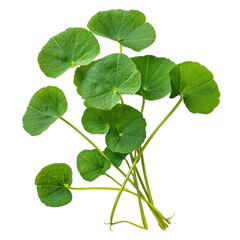 Naklejka premium Centella asiatica plant with vibrant green leaves isolated on white background for botanical study, Centella asiaticaisolated on white background