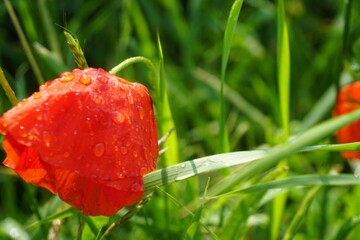 Rote nasse Mohnblume mit Regentropfen in grünem Weizenfeld mit hohem Gras bei Sonne und Regen am...