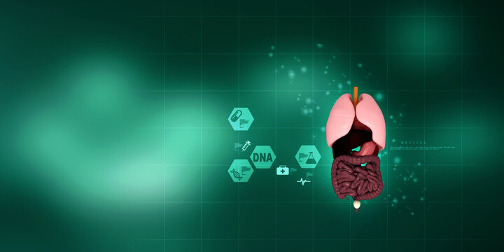 3d illustration human digestive system