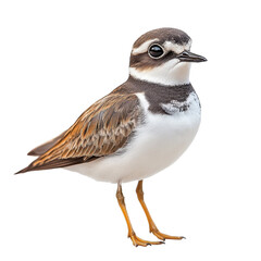Plover isolated on transparent background.