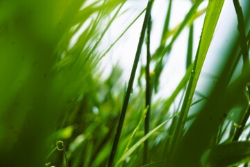 Abstraktes Motiv mit hohen nassen grünen Grashalmen vor Licht bei Sturm und Regen im Frühling