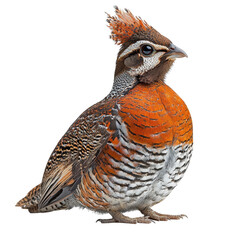 Ruffed grouse isolated on transparent background.