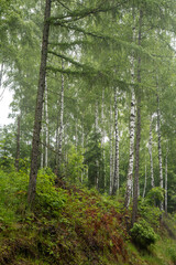 Nebelwald am Schifferweg in der Sächsischen Schweiz