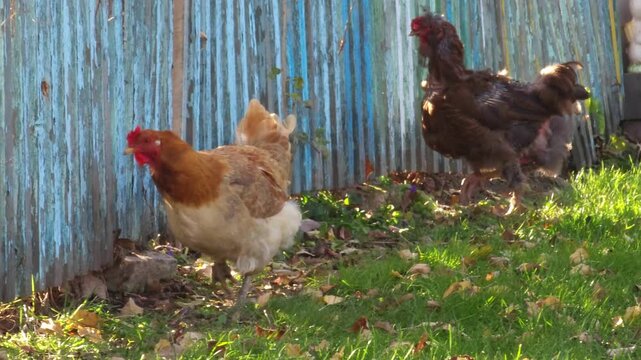 A vibrant and lively scene depicting free-range chickens along with a rooster foraging in the lush green grass