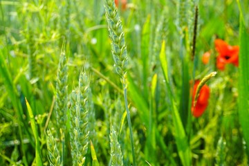 An Strauchzweig hängende rote Rose mit grünen Blättern mit Regentropfen vor grüner Wiese im Garten am Nachmittag im Sommer