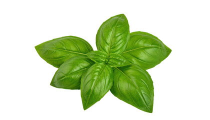 Fresh green basil leaves isolated on black