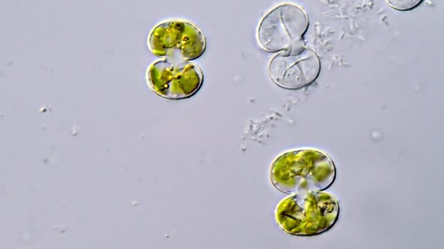 Small algae under microscope view 1000x magnification 