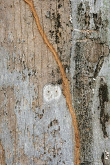 bark of a tree