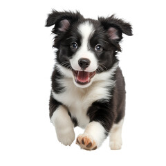 Fototapeta premium Border collie puppy running and playing isolated on transparent background.