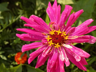 A close-up photo of a Hot pink flower.