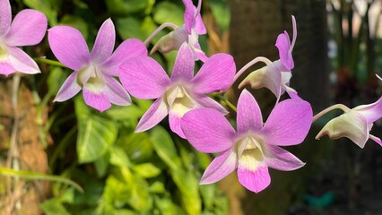 Purple Orchid: Blooming in Silence, Beautiful Without Showing Off”