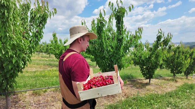 Farmer picking fresh red cherries on a farm.