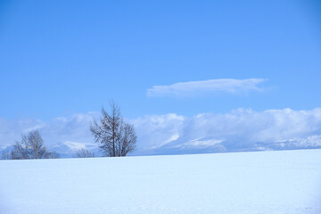 冬の富良野美瑛の雪景色