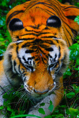 Tiger prowls through dense jungle