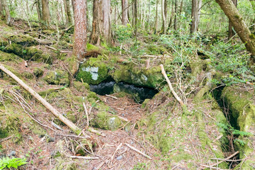 青木ヶ原の樹海