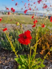 Obraz premium red poppy flower