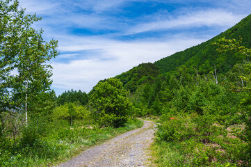 初夏の乗鞍高原　マウンテンバイクトレイル