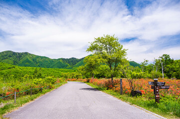 乗鞍高原のレンゲツツジ群生地