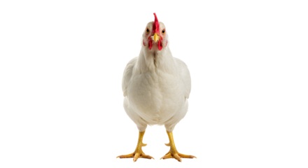 White Chicken isolated on transparent background