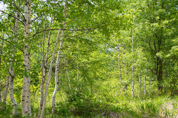 新緑の頃の乗鞍高原