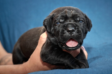 Newborn Cane Corso puppy sleeping on a soft blanket