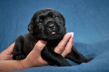 Newborn Cane Corso puppy sleeping on a soft blanket
