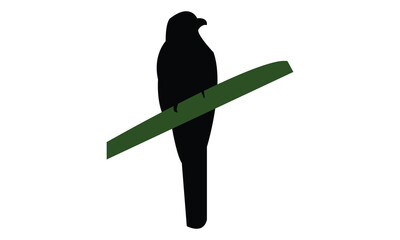 Amazonian black-throated trogon bird Silhouette Design  And Vector Illustration. 