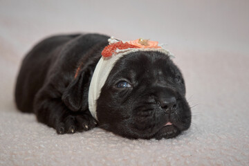 Newborn Cane Corso puppy sleeping on a soft blanket