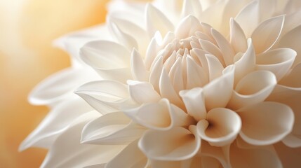 66.A close-up image of a pure white flower standing alone, its intricate petal structure illuminated by natural light, with a softly blurred earthy backdrop.