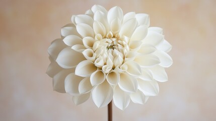 66.A close-up image of a pure white flower standing alone, its intricate petal structure illuminated by natural light, with a softly blurred earthy backdrop.