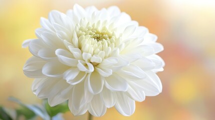 66.A close-up image of a pure white flower standing alone, its intricate petal structure illuminated by natural light, with a softly blurred earthy backdrop.