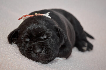 Newborn Cane Corso puppy sleeping on a soft blanket