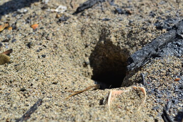 hole in the shore
