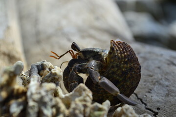 Hermit Crab