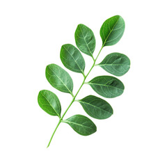 Obraz premium Moringa leaf showcases vibrant green color and detailed texture on a Transparent background, Moringa leaf isolated on PNG background